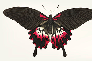 Drawing Of Caudate Brown Butterfly