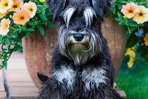 Furry miniature schnauzer dog, an Animal Photo by BOOCYS