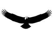 50 Flying Eagle Silhouette Vector Bu, an Illustration by Designs_River (Thumbnail 36 of 51)