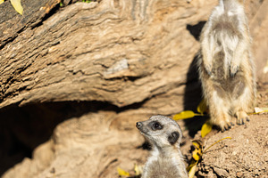 Two meerkats standing on dry ground,, an Animal Photo by Perpis