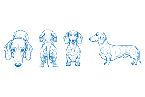 Hand Drawn Dachshund Vector, an Animal Illustration by MkStudio
