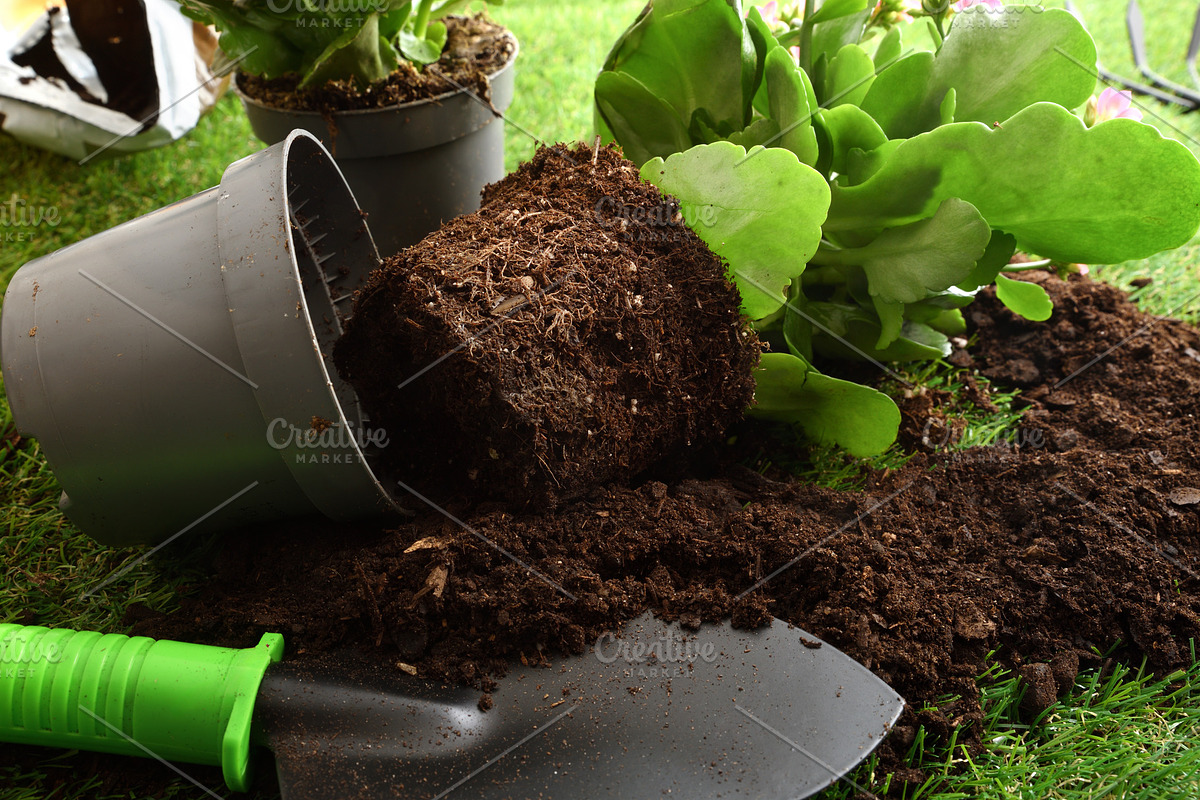 Flower Ready for Planting in Garden Soil, a Nature Photo by Davizro's Market (Photo 1 of 2)