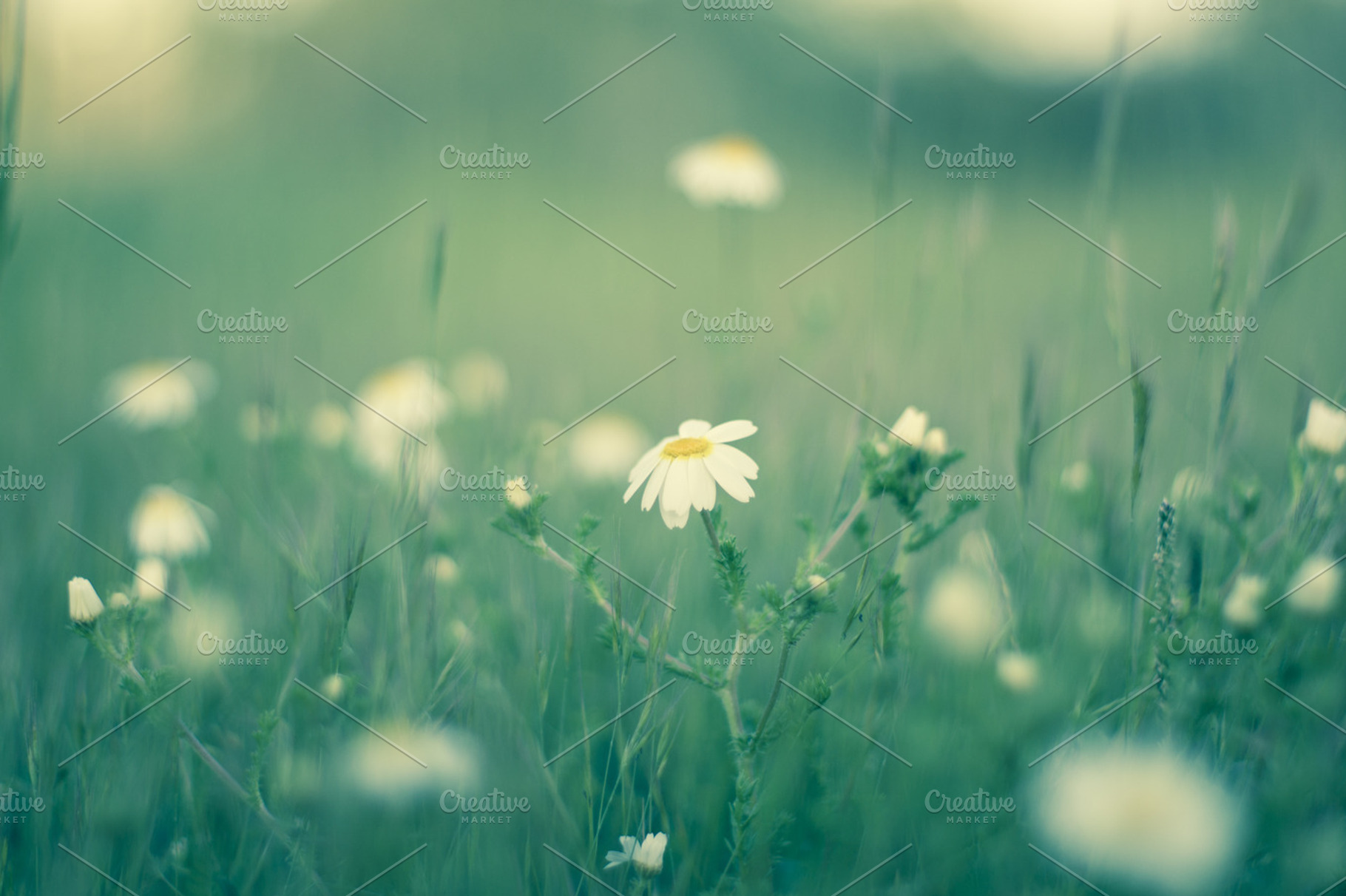 Daisy Stock Picture