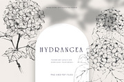 Hydrangea. Pencil and watercolor, an Illustration by Tilling (Thumbnail 1 of 5)