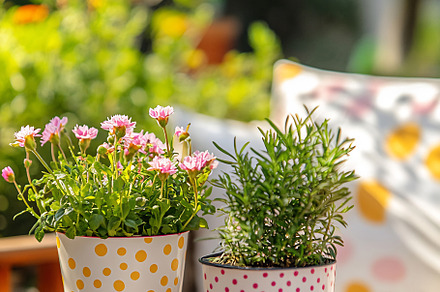 Bright potted plants cheer gardens, an Architecture Photo by Beautiful things