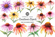 Coneflower Watercolor Clipart, an Illustration by SinaCreation (Thumbnail 1 of 5)