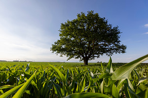 one oak in the summer in a field, a green oak in green corn on a blue sky, side, a Photo by rsoollAI