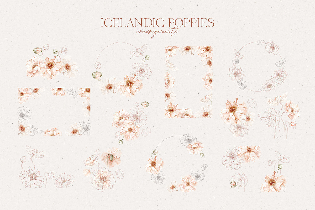 Icelandic Poppies watercolor flowers, an Illustration by Angele Kamp (Photo 8 of 9)