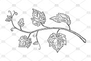 Bunch grapes vector engraving, a Food Illustration by MoreVector (Thumbnail 2 of 3)