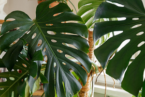 Large monstera leaves shown before home plant care and recovery routine, a Photo by matucha
