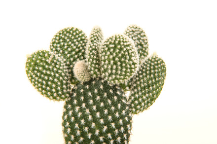 Prickly pear cactus on white, a Nature Photo by Elles Rijsdijk