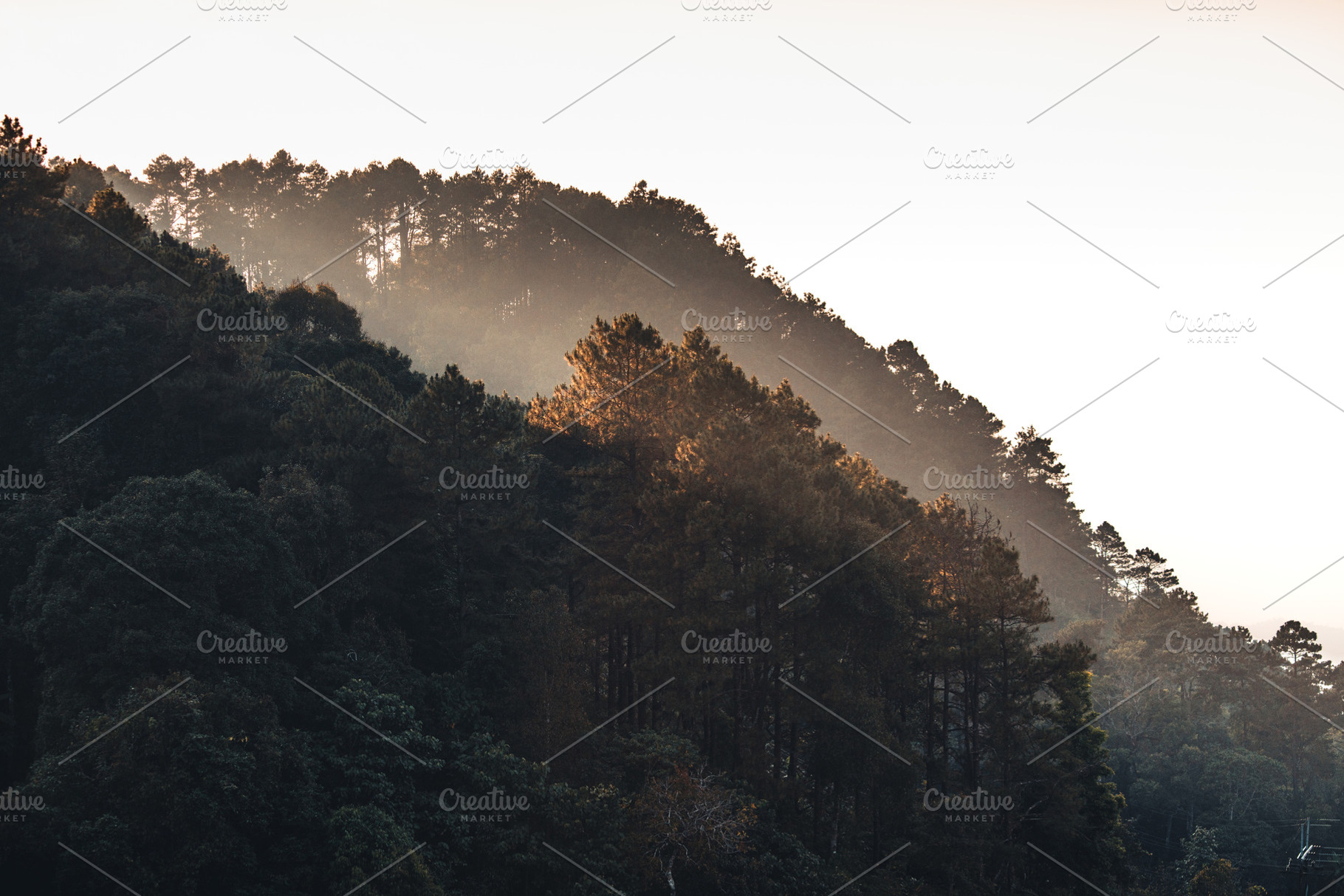 Mountains and pine forests on a summer, a Nature Photo by Art Rachen