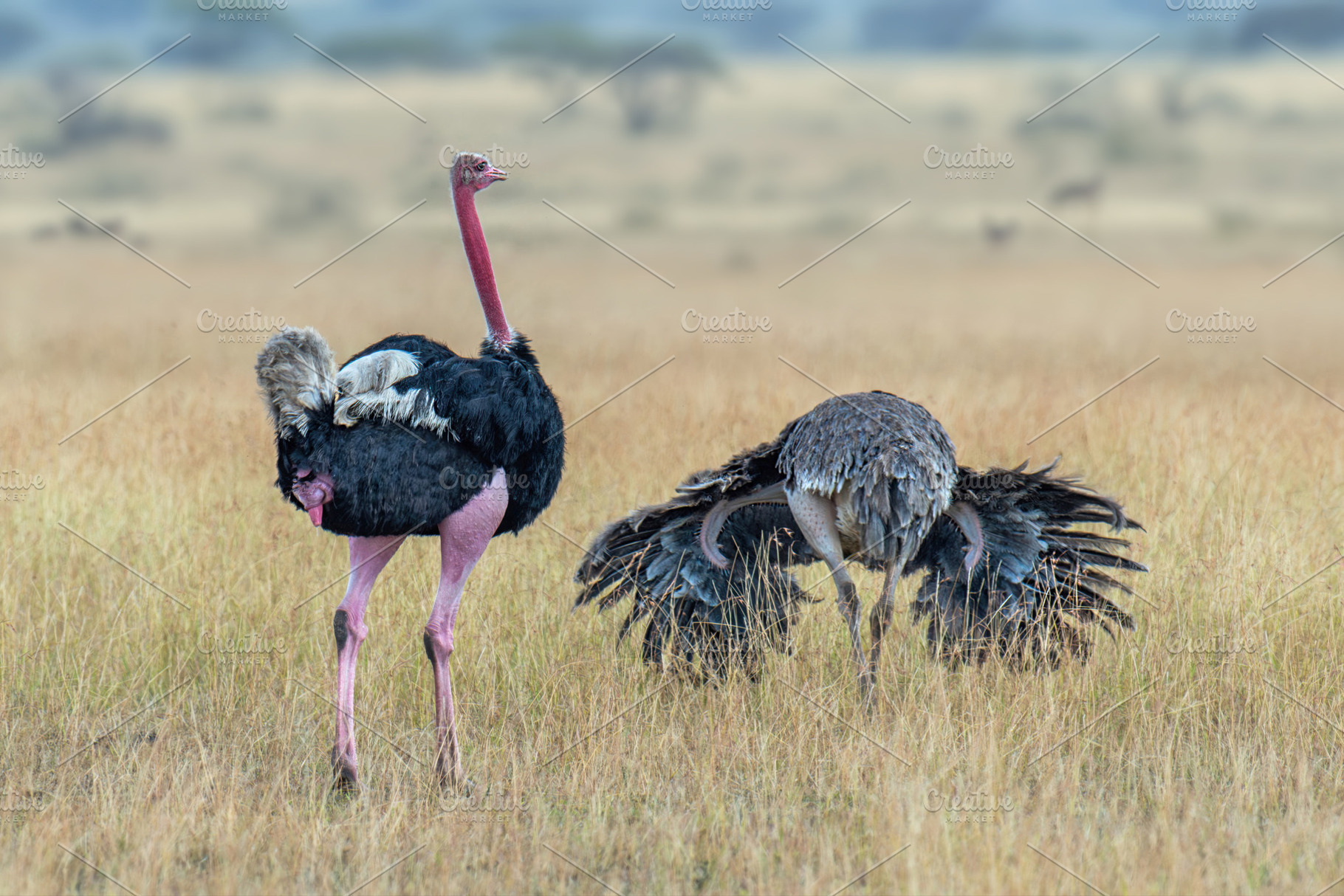 Ostriches during courtship games on a dry pasture, an Animal Photo by Byrdyak