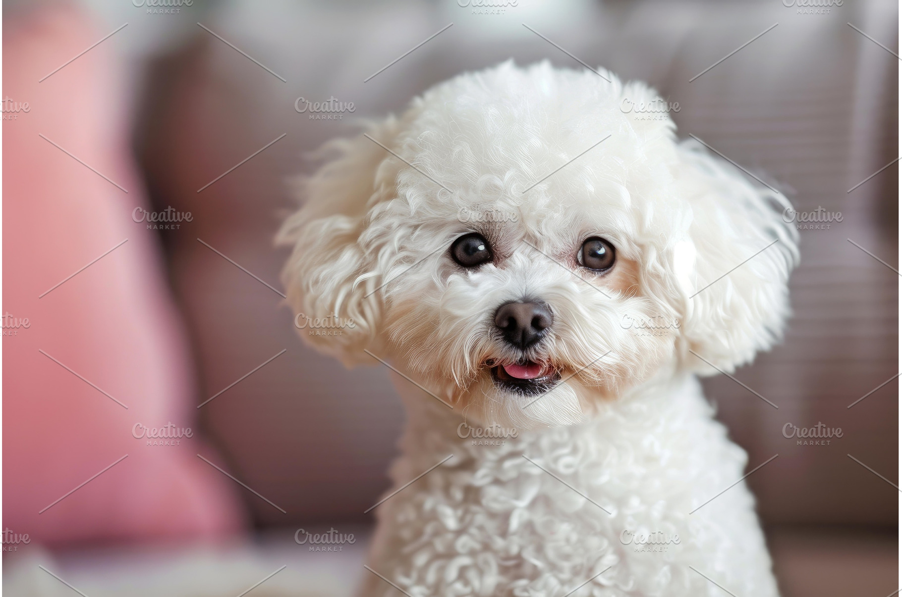 Energetic Adorable bichon dog, an Animal Photo by Ylivdesign
