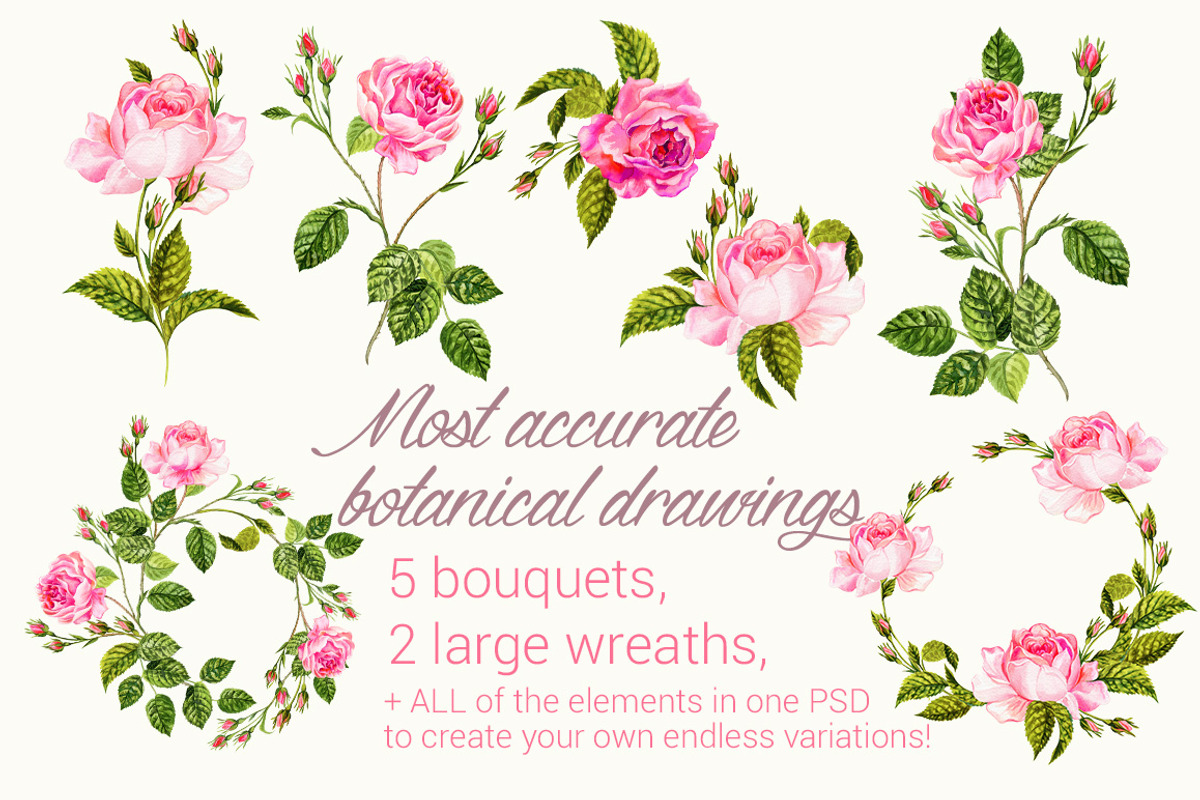 Vintage Rose Set, an Illustration by RosaPompelmo (Photo 2 of 4)