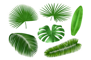 Realistic Tropical Leaves. Palm Tree