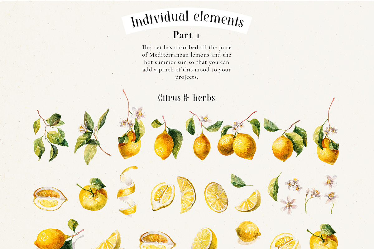 Mediterranean Citrus Garden clipart, a Decorative Illustration by Pamyatka Shop (Photo 13 of 14)