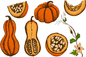 Hand Drawn Vintage Pumpkins