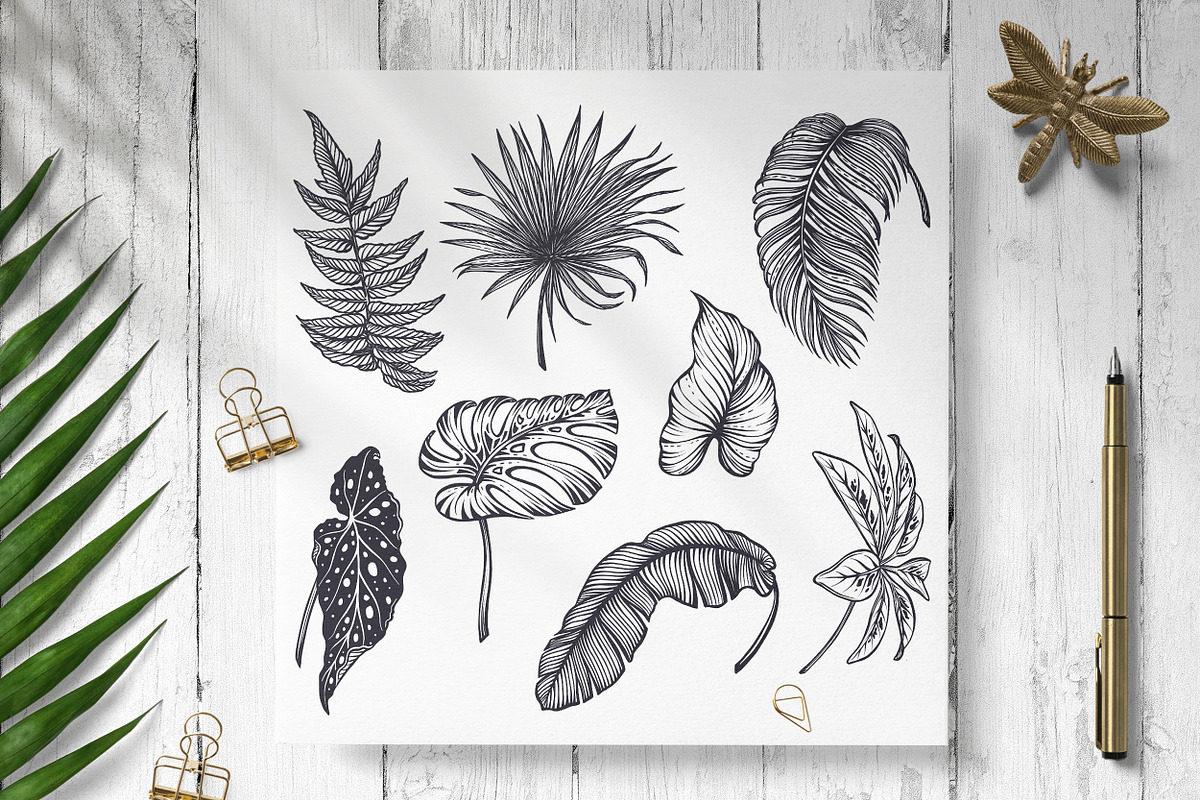 Tropical nature vector set, an Animal Illustration by Molly art (Photo 3 of 15)