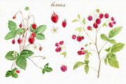 Forest watercolor designer toolkit, an Animal Illustration by Elegantia (Thumbnail 11 of 28)