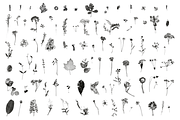 HERBARIA. Pressed Wildflower Scans, an Object Graphic by Schumacher Shop (Thumbnail 17 of 21)