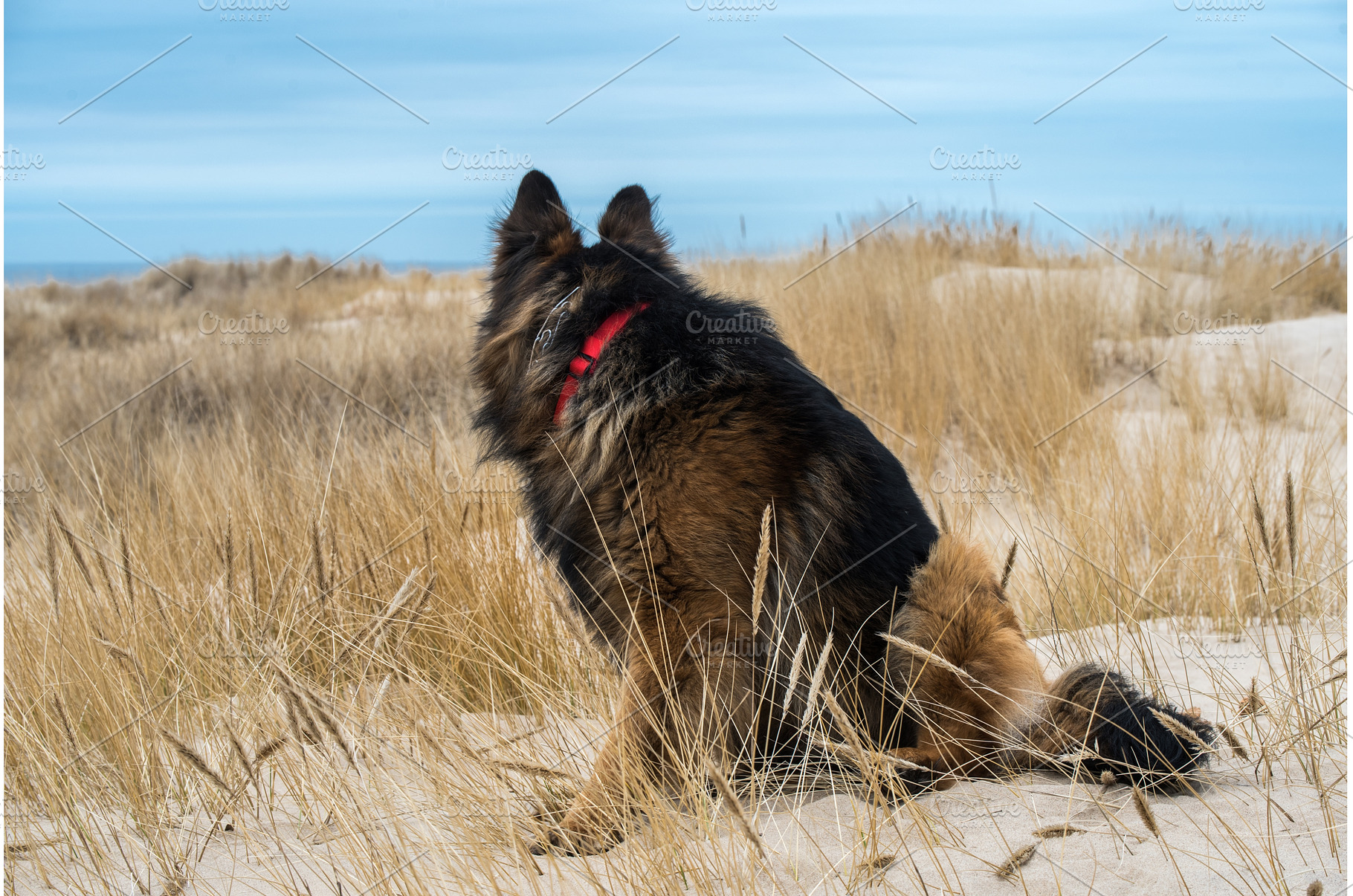 German Shepherd Dog on the beach at, an Animal Photo by COLORFUL