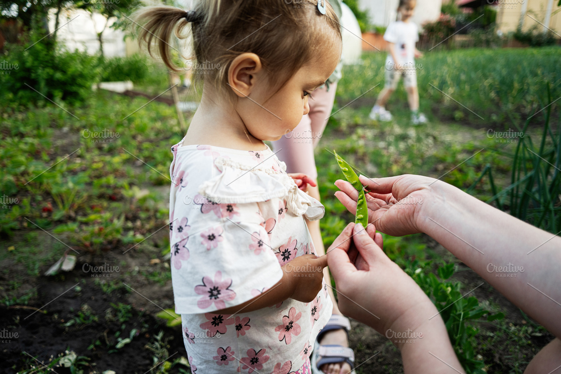 A child exploring fresh pea pods in a home vegetable garden with family, a Person Photo by AS photostudio