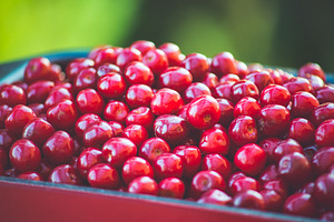 Fresh sweet red cherry in a bowl featuring cherry, fresh, and food, a Food & Drink Photo by Mark Borbely