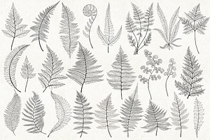 Ferns Bundle