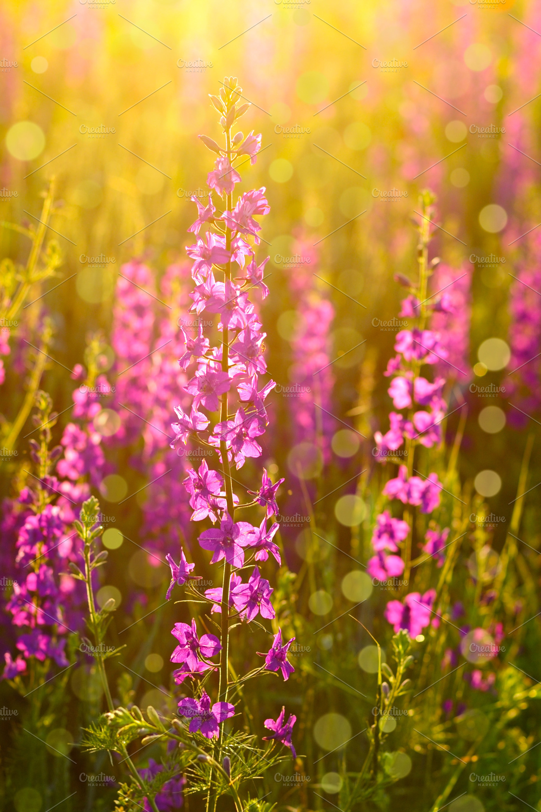 Purple Wild Flowers Featuring Flowers Wild And Meadow