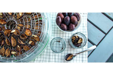 Plums dried in a dehydrator, a Food & Drink Photo by yanadjana