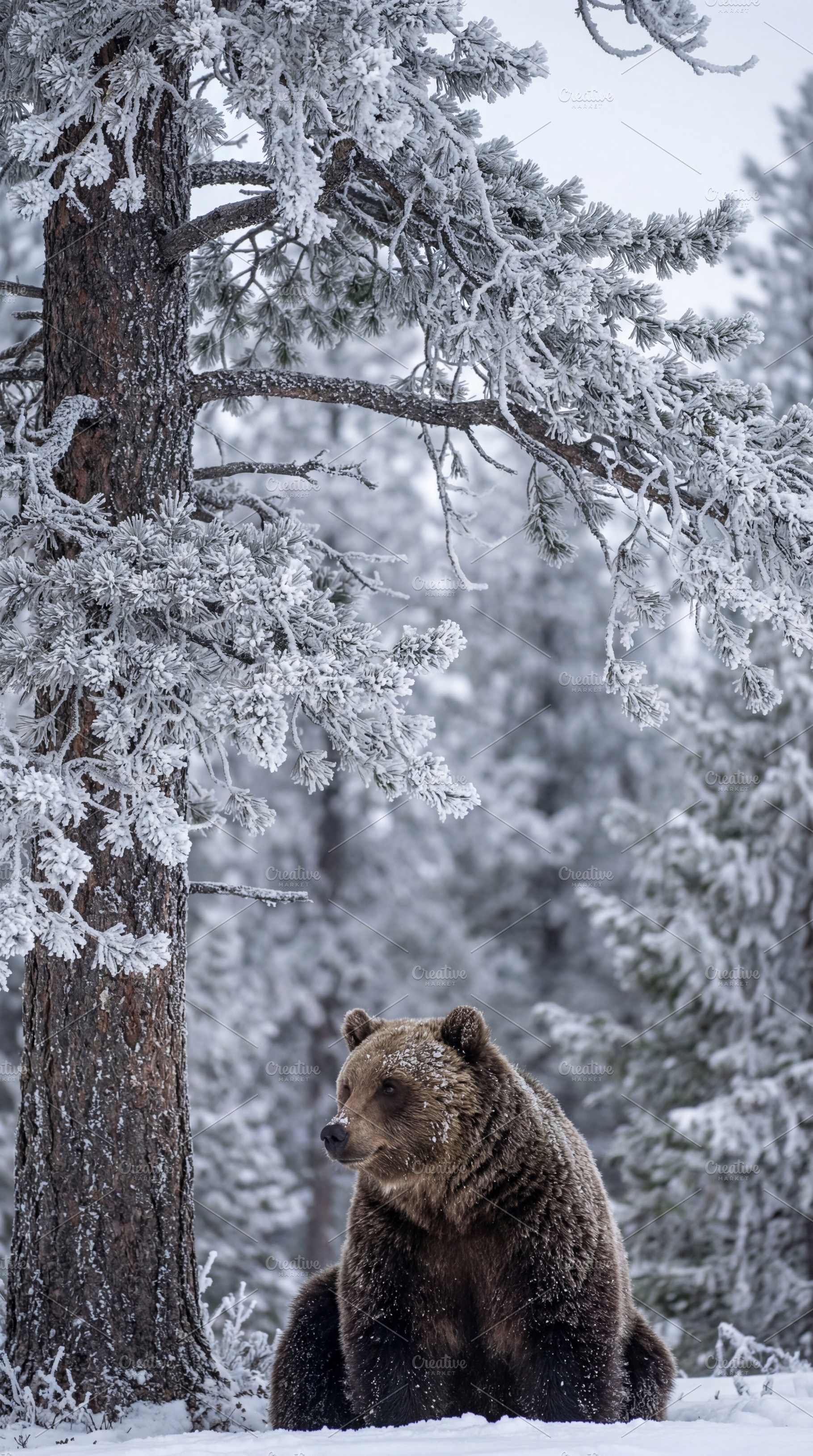 Majestic Brown Bear in Frosty Forest, an Animal Photo by Virgo Studio
