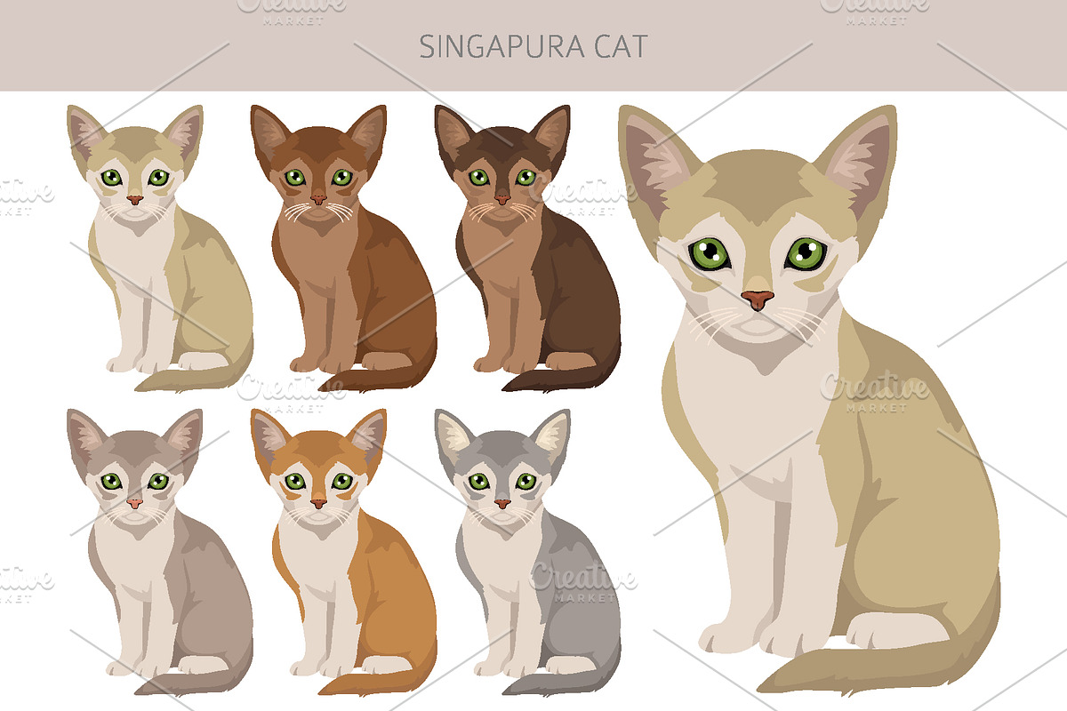 Singapura cat, an Animal Illustration by pet design shop (Photo 4 of 6)