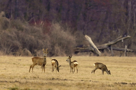 Roe deer