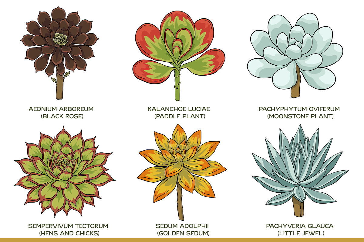 Succulent Illustration Pack, an Illustration by Tekuni (Photo 3 of 13)
