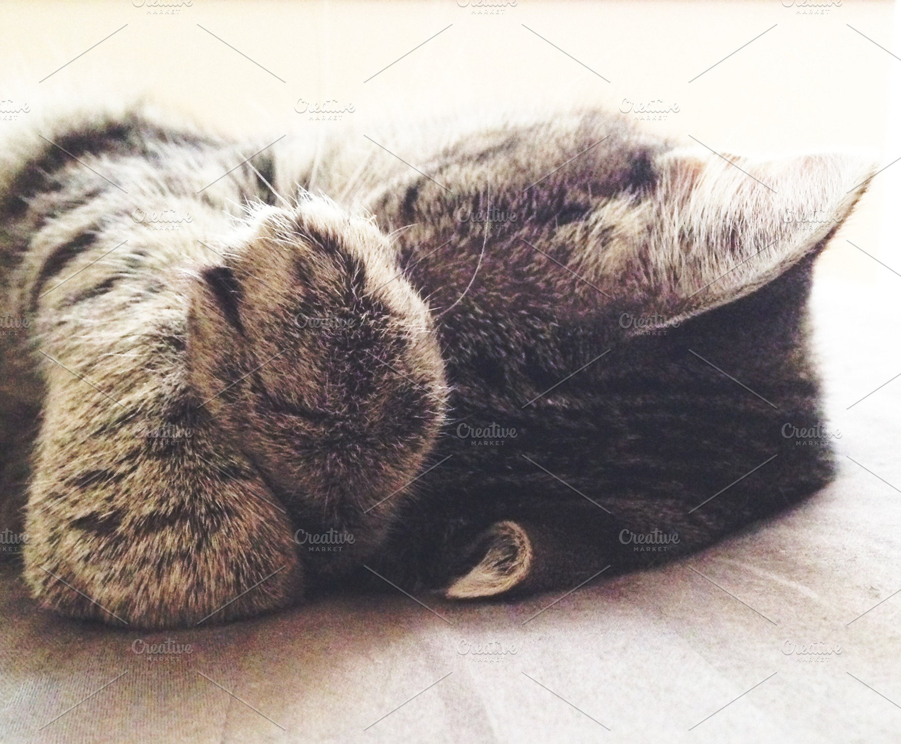 Cat Paws