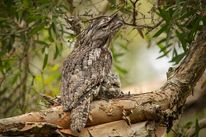 Tawny Frogmouth with Chic