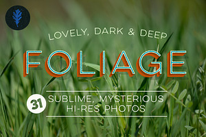 Photo Bundle: Mysterious Foliage