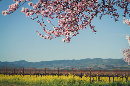 Napa Valley In Full Bloom Containing Cherry Tree And Bloom preview 5