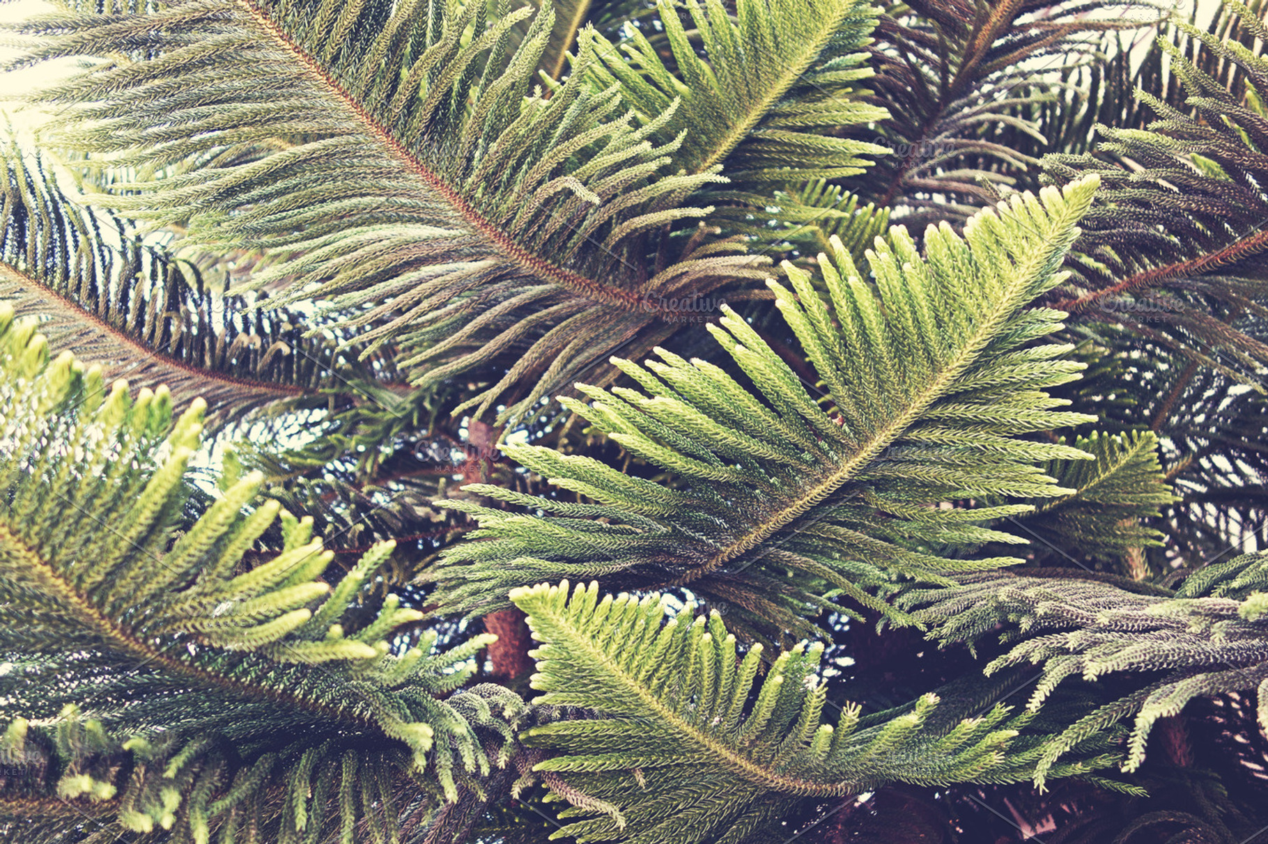 Pine Tree Branches
