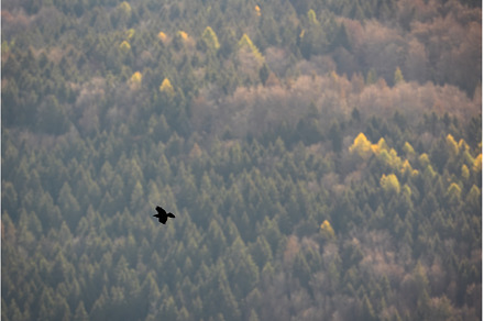 Common raven flying over the green