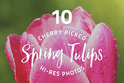 Spring Tulips - photo pack, a Templates & Theme by Cherry Picked Photos (Thumbnail 1 of 5)