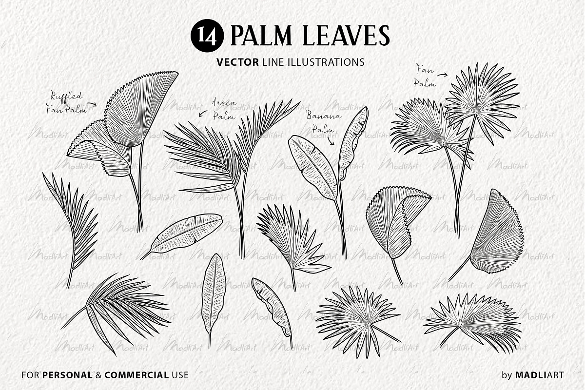 Palm Leaves Vector Line Art Set, an Illustration by MadliArt (Photo 3 of 4)
