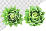 Raw artichokes, an Object Graphic by Fruits+Veggies (Thumbnail 3 of 4)
