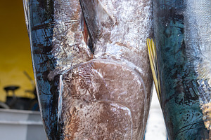 Fresh yellowfin tuna for sale on Maupiti island, French Polynesi, a Food & Drink Photo by GoodGoods
