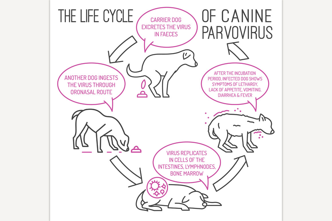 The life cycle of parvovirus in dogs, an Animal Illustration by Anna's Shop