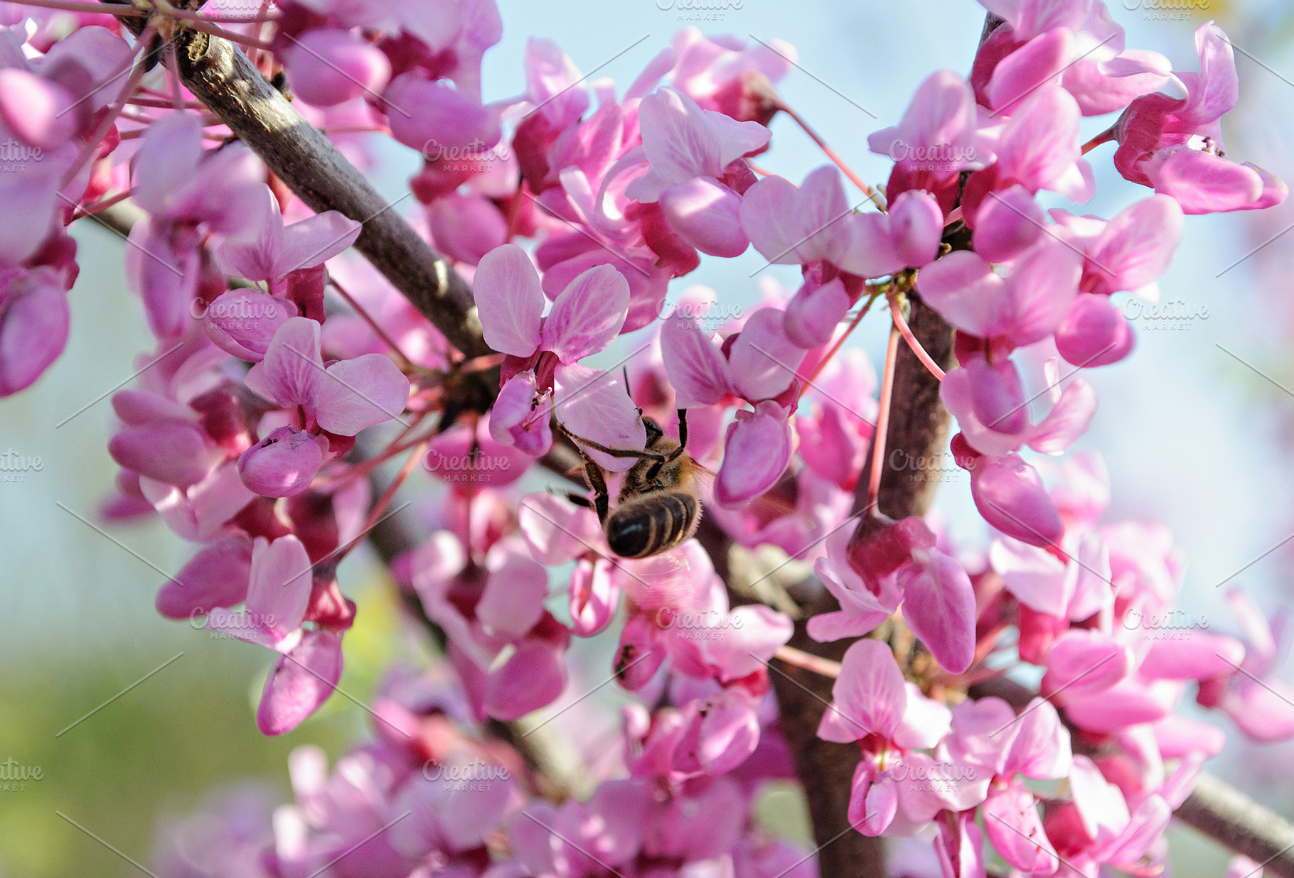 Honeybee gathering nectar on a blooming pink cercis branch in sp, a Nature Photo by ndanko