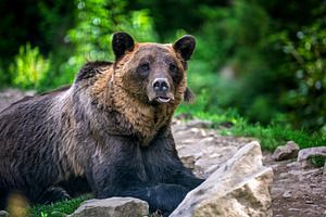 Brown bear resting on green grass surrounded by wildflowers in a, an Animal Photo by Byrdyak