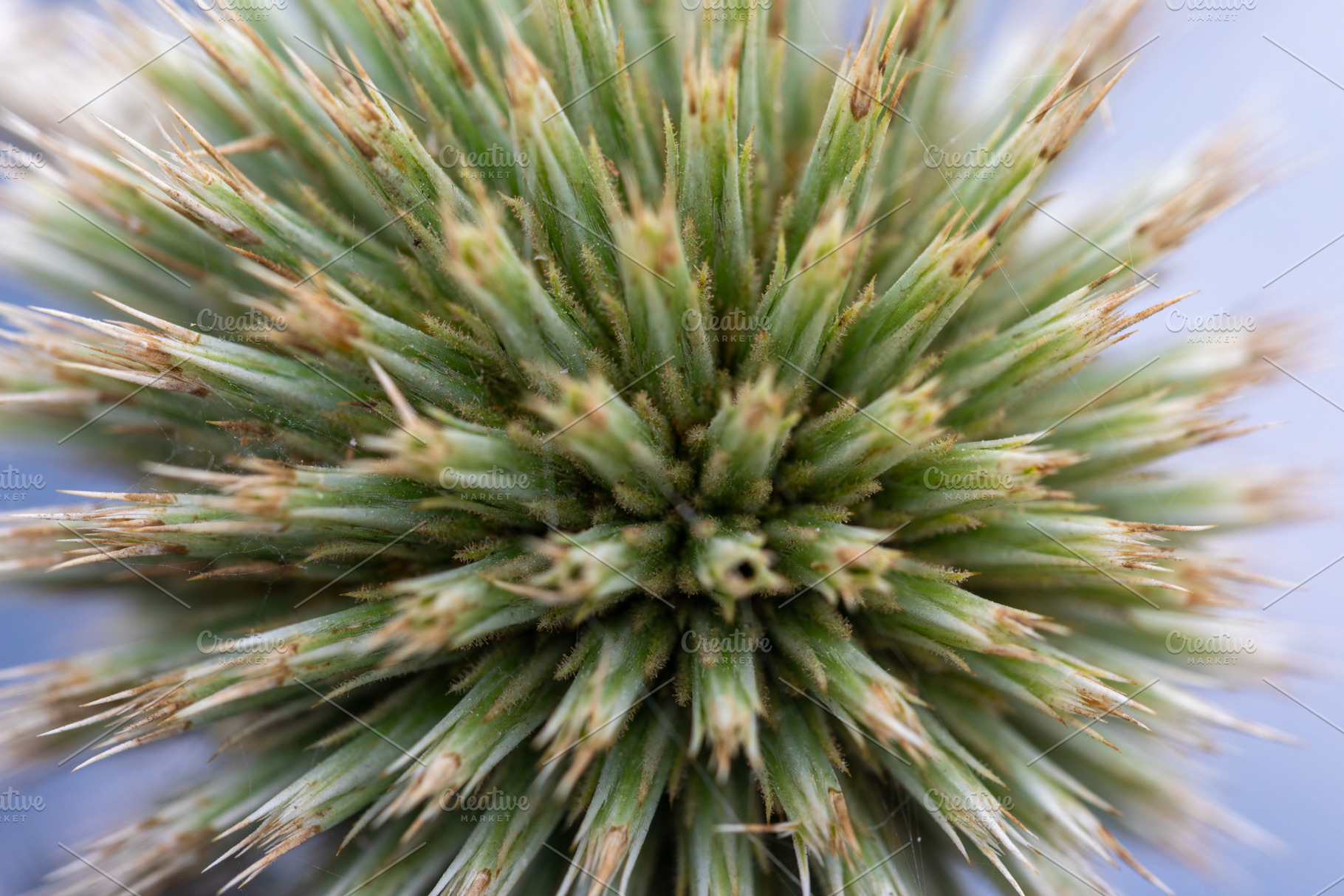 Macro image of green cactus spines radiating outward, highlighting texture and, a Person Photo by Ales Munt