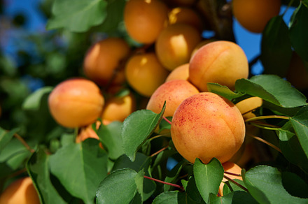 Ripe apricots on tree with green leaves in sunny orchard